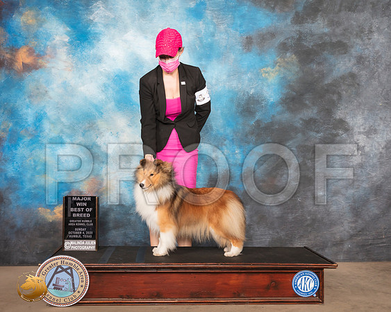 Shetland Sheepdog #? BOB Maj Judge Karen Hynek_SR_1518_Humble_2020_HR3