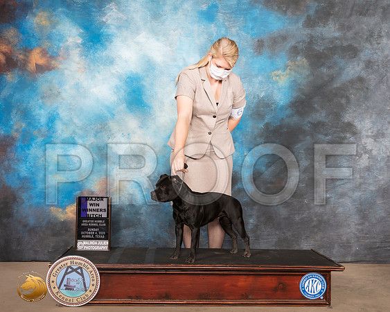 Staffordshire Bull Terrier #12 Sun WB Maj Judge John Constantine Amodei_SR_1259_Humble_2020_HR3