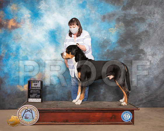 Swiss Mountain Dog #5 Sun BOB Judge Judith Daniels_SR_1458_Humble_2020_HR3