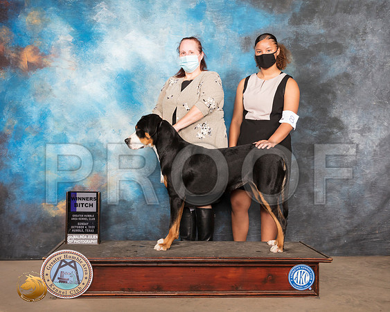 Swiss Mountain Dog #8 Sun WB Judge Judith Daniels_SR_1461_Humble_2020_HR3