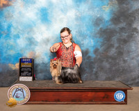 Yorkshire Terrier #7 Sun BOB Claire Kitty Steidel
