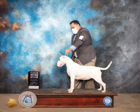 Bull Terrier White #12 Sun BOS WB Judge John Constantine Amodei