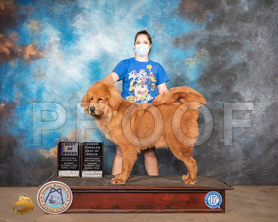 Tibetan Mastiff #6 Sat BOB Judge Denise Dean_SR_1708_Humble_2020_HR3