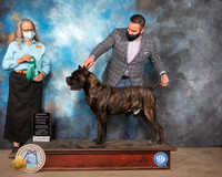 Cane Corso #9 Sun OHG3 Judge Denise Dean