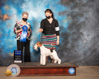 Fox Terrier Wire #5 Sun G1 Judge Judith Daniels