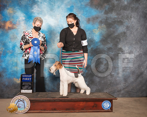 Fox Terrier Wire #5 Sun G1 Judge Judith Daniels_SR_1813_Humble_2020_HR3
