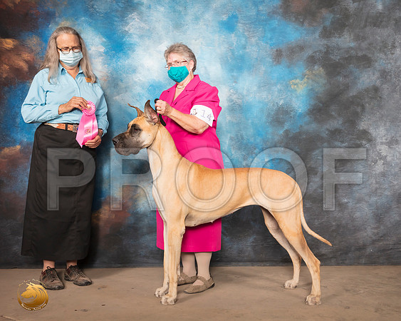 Great Dane #14 Sun OHG1 Judge Denise Dean_SR_1874_Humble_2020_HR3