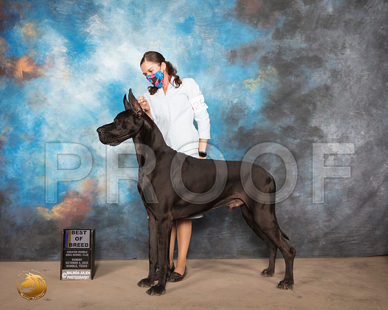 Great Dane #25 Sun BOB Judge Judith Daniels_SR_1786_Humble_2020_HR3