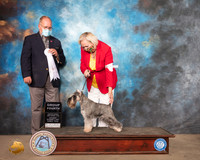 Miniature Schnauzer #7 Sat G4 Judge John Constantine Amodei
