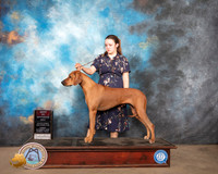 Rhodesian Ridgeback #16 Sun BOS Judge John Constantine Amodei