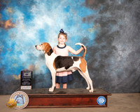 Treeing Walker Coonhound #15 Sat BOB