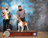 American Staffordshire Terrier #17 Sun G3 Judge Judith Daniels