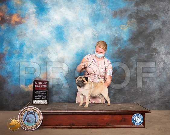 Pug #11 Sun G2 Judge Claire Kitty Steidel_SR_1892_Humble_2020_HR3