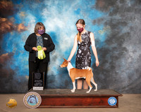 Basenji #11 Sun OHRBIS Judge Dr Camille McArdle