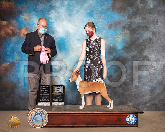 Basenji #11 Sun OHRBIS Judge Dr Camille McArdle_SR_2023_Humble_2020_HR3