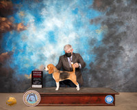 Beagle 15 #10 Sun G2 Judge Claire Kitty Steidel