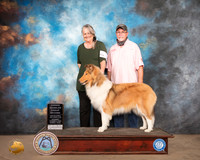 Rough Collie #8 Sun OHG2