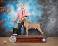 Weimaraner #5 Sun G4 Judge Claire Kitty Steidel