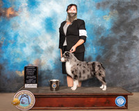 Minature American Shepherd #12 Sun OHG1 Judge Claire Kitty Steidel