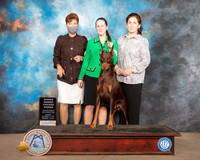 Doberman Pinscher #15 Sun