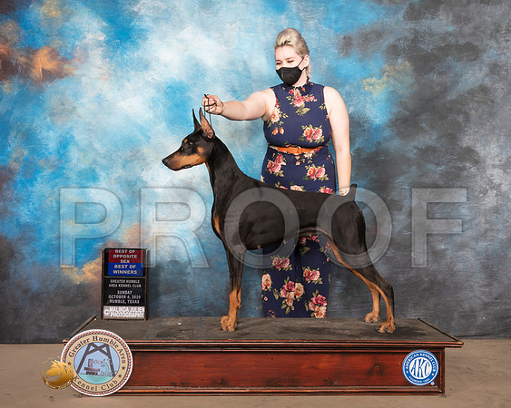 Doberman Pinscher #18 BOW Judge Judith Daniels_SR_1392_Humble_2020_HR3