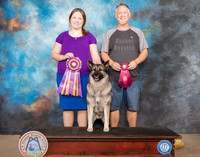 Norwegian Elkhound Kim & Joe