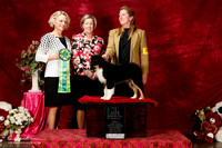 Miniature American Shepherd Sat S2 Dee Ann Sammons Bred by Puppy Best in Show