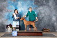 Vizsla #9 Sun G4 BOB Judge Joan Liebes