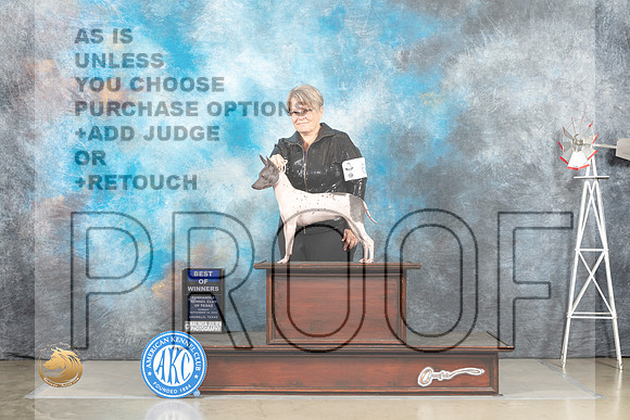 American Hairless Terrier #6 Sun BOW Judge Debra Thornton_MJ_4906_Amarillo_2022_HR3
