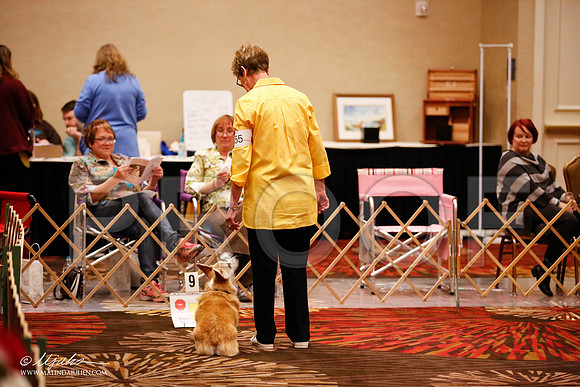 _JJ_7531-HstnCorgiFeb2015-HR3