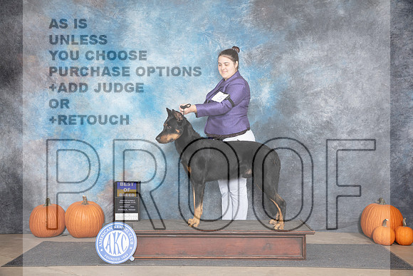 Beauceron #5 Sunn BOB Judge Jan Paulk__JP_9172_Humble_2024_HR3