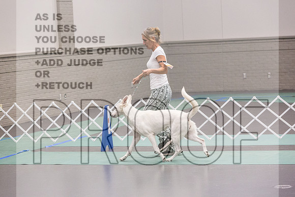 White Shepherd Sat Rings_JJL_9496_UKCLNGVIEWOCT2024_2024_HR3