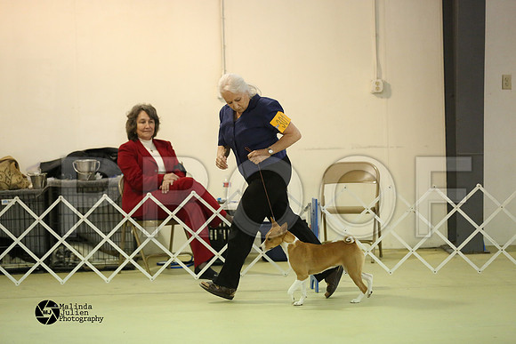 Basenji-0396-HtoJan14-HR