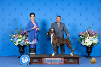 Boxer #27 SAT WD BOW Judge Debbie Freeman r