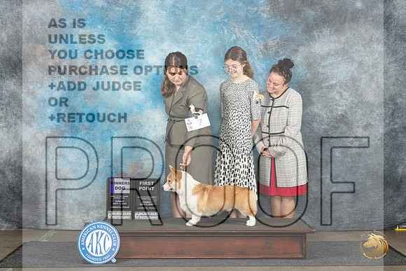 Pembroke Welsh Corgi #7 Sun WD Judge Sharon Newcomb__JP_3911_Lubbock_2024_HR3