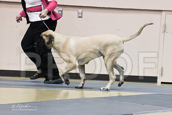 Mastiff-9517LR