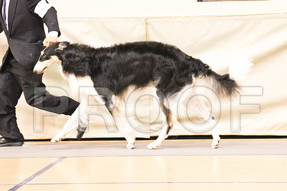 Borzoi-9541LR