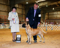 Bullmastiff #19 Sat BOB New Ch