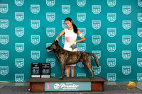 Dutch Shepherd #607 Sun BOB COC Judge Carianna Glenn