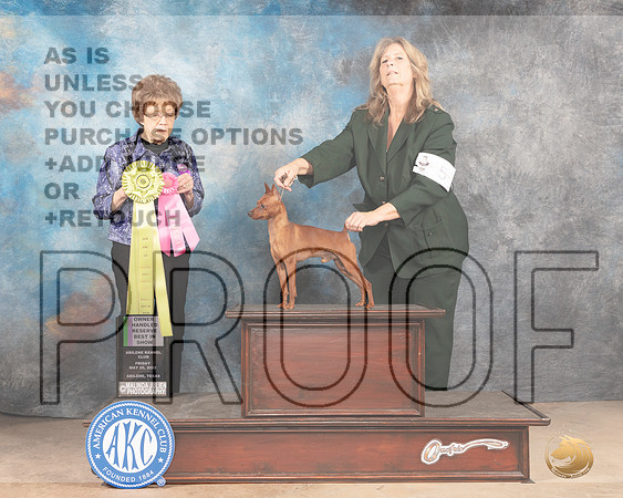 MiniatuRBISre Pinscher #5 Fri OHRBIS Judge Pat Trotter-MMJ_3386-Addison2022-HR3