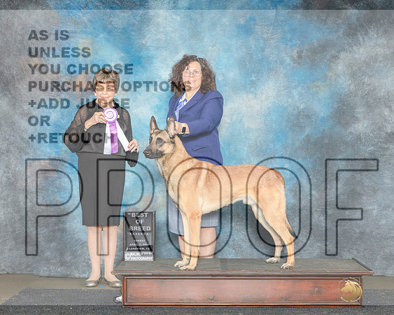 Belgian Malinois #124 Sun BOB Judge Nancy Gallant-_JP_2815e_UKCLongviewApr2024-HR3