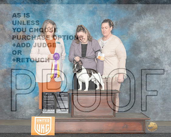 French Bulldog #230 Sat COCGCH Judge Denise Vavla-_JP_2583e_UKCLongviewApr2024-HR3