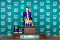 French Bulldog #1473 Sun G1TD Judge Stephanie Mueller