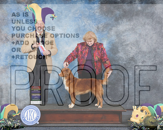 Nova Scotia Duck Tolling Retriever # Fri WB BOS M NCH Judge Eric LiebesNova Scotia Duck Tolling Retriever # Fri WB BOS M NCH Judge Eric Liebes_WP_1820e-Alexandria 2025-HR3