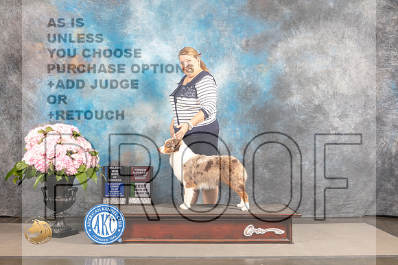 Miniature American Shepherd #16 SAT WB BOW BBE OH Major Judge Janet Fink_MJ_6727_Houston_2022_HR3