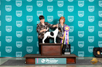 Smooth Fox Terrier # Judge Sharonn Griffin