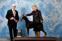 Doberman Pinscher #14 Sun WB Dusek Janet Agent Alisa Brotherhood Judge Mr Edd Embry Bivin