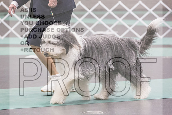 Bearded Collie Sat Rings_JJL_9234_UKCLNGVIEWOCT2024_2024_HR3