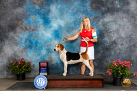 English Foxhound #6 Fri G2 Judge Polly (Mrs Robert) D Smith