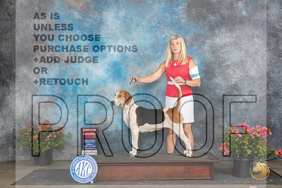 English Foxhound #6 Fri G2 Judge Polly (Mrs Robert) D Smith__JP_4348_San Antonio_2024_HR3